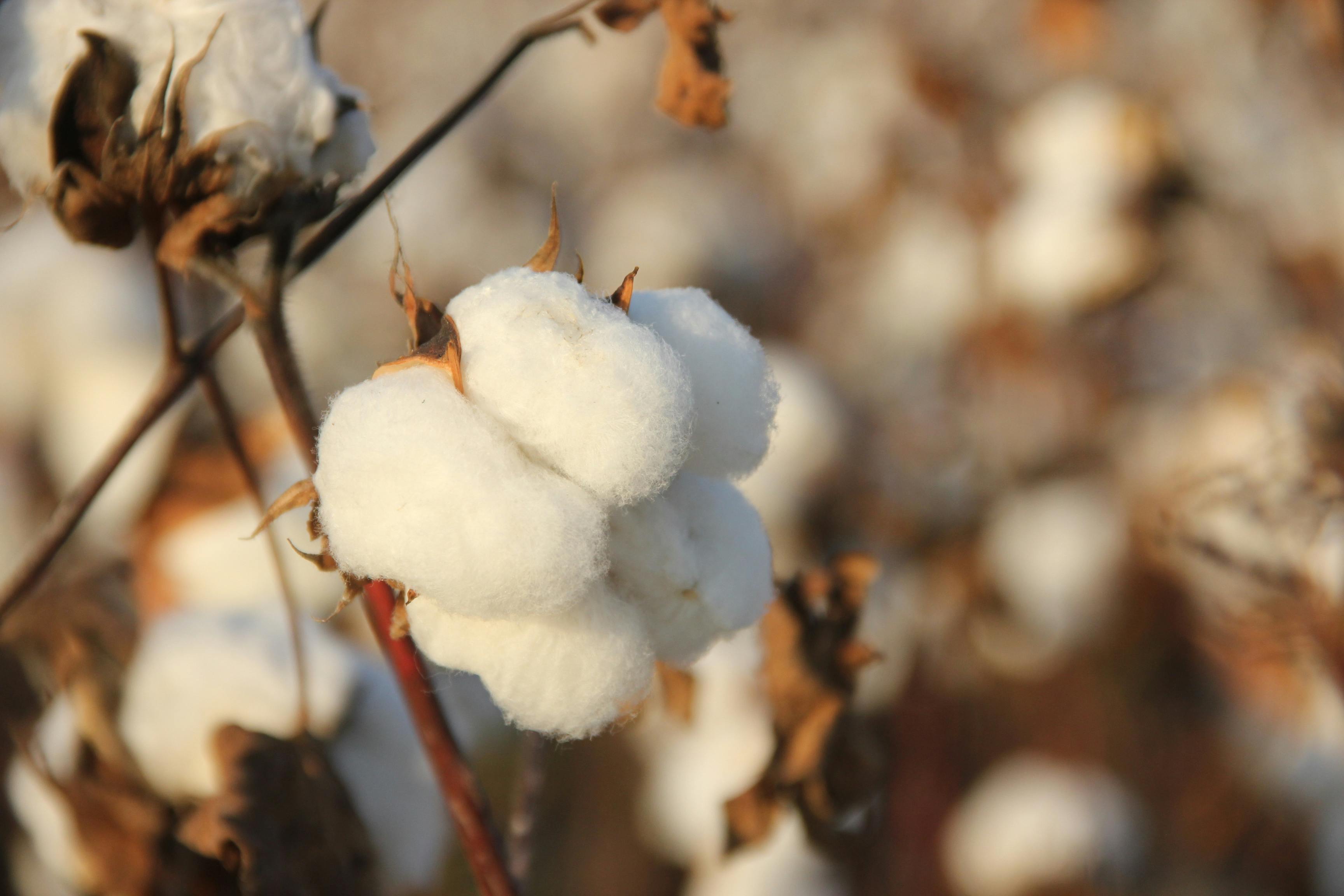 Algodón Pima: Qué es y cuáles son sus beneficios
